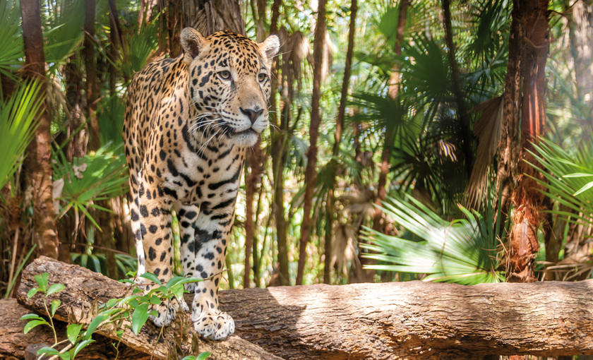 Een jaguar in Belize