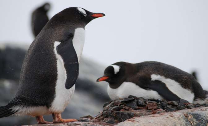 Pinguïns liggen op de rotsen