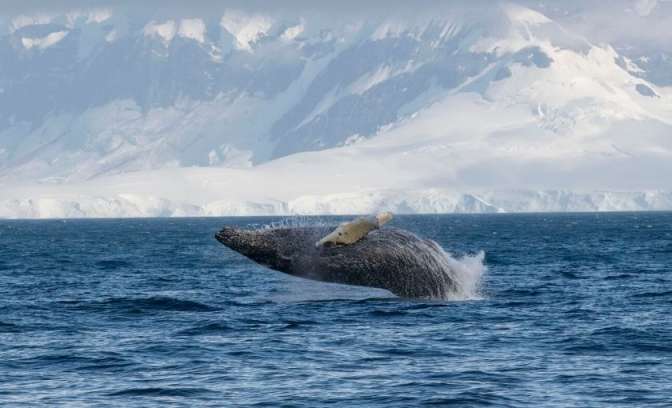 Walvis Antarctica
