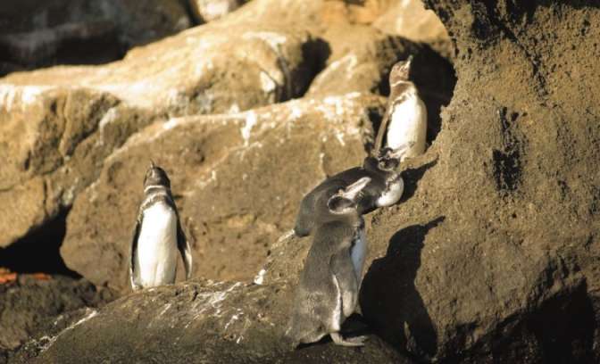 Pinguins op Galapagos